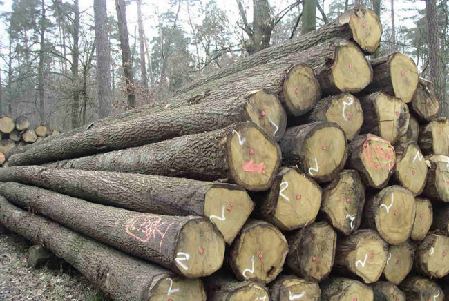 Vật liệu gỗ để làm nhà gỗ tốt nhất - Nhagohoanggia.com